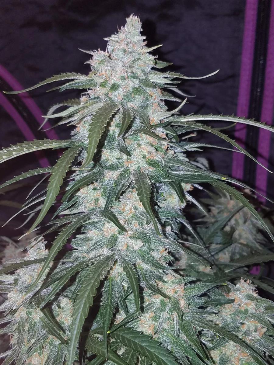 Fast Buds Pineapple Express Auto Fem. 3St.