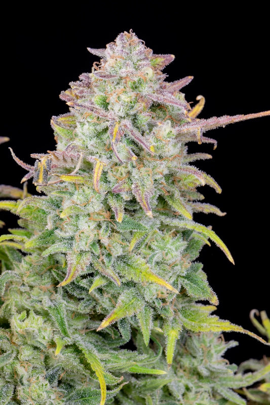 Fast Buds Original Trainwreck Auto Fem. 3St.
