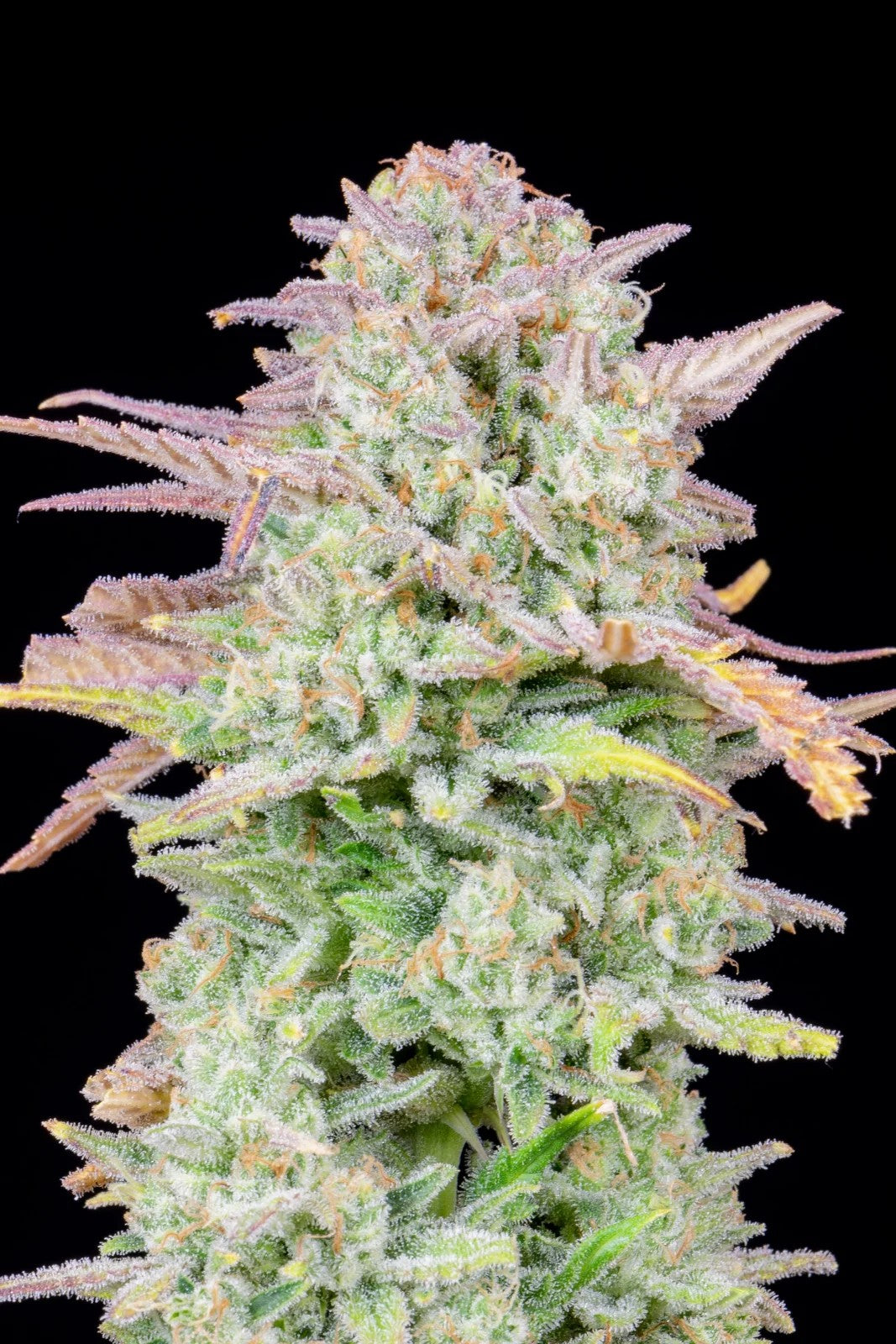 Fast Buds Original Trainwreck Auto Fem. 3St.