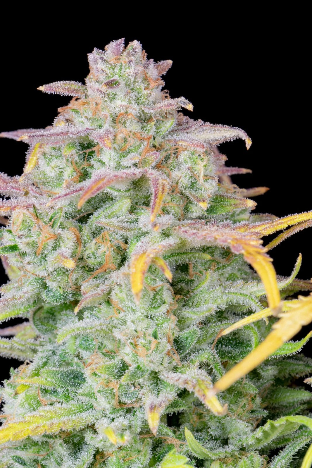 Fast Buds Original Trainwreck Auto Fem. 3St.