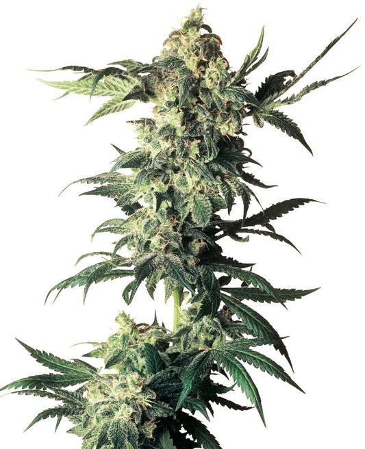 Sensi Seeds Northern Lights Reg. 10St.