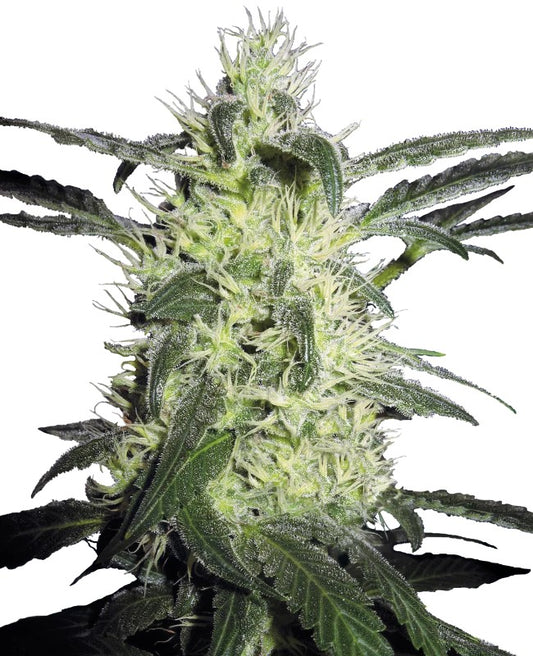 Sensi Seeds Silver Haze Reg. 10St.