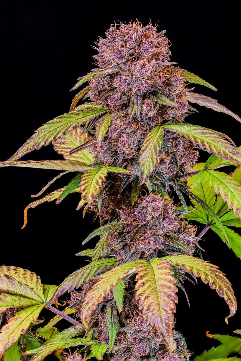 Fast Buds Lemon Cherry Cookies Auto Fem. 3St.