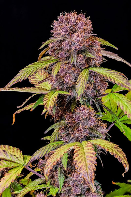 Fast Buds Lemon Cherry Cookies Auto Fem. 3St.