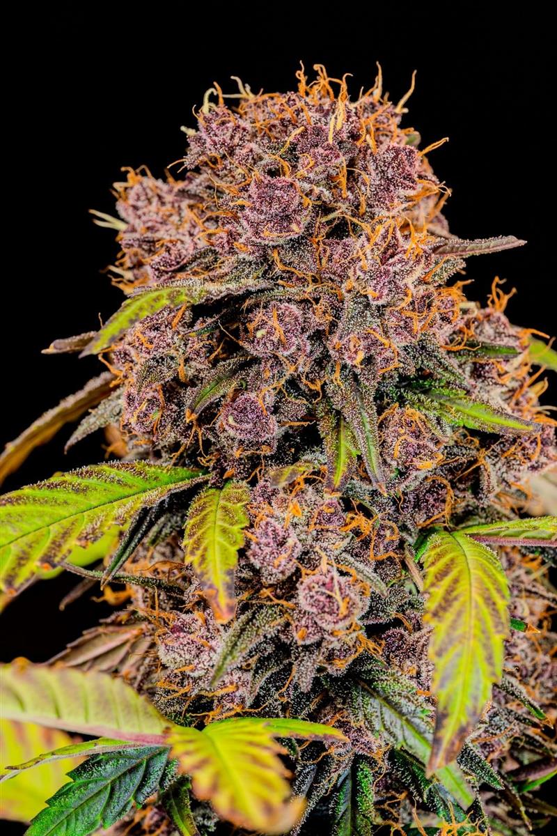 Fast Buds Lemon Cherry Cookies Auto Fem. 3St.