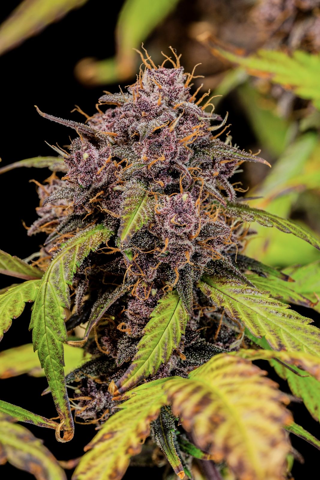 Fast Buds Lemon Cherry Cookies Auto Fem. 3St.