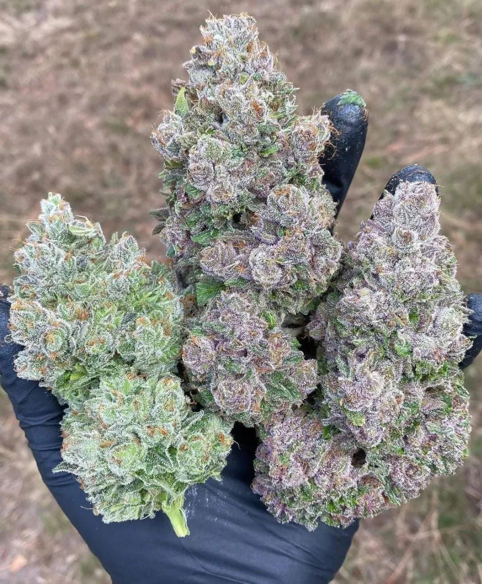Growers Choice Mimosa Gusher Fem 3St.