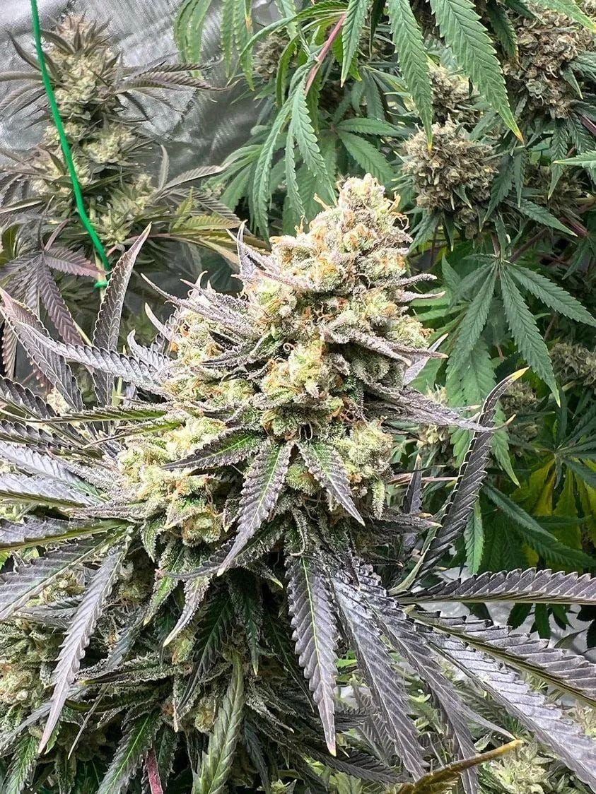Growers Choice White Truffle Limited Edition Fem 3St.