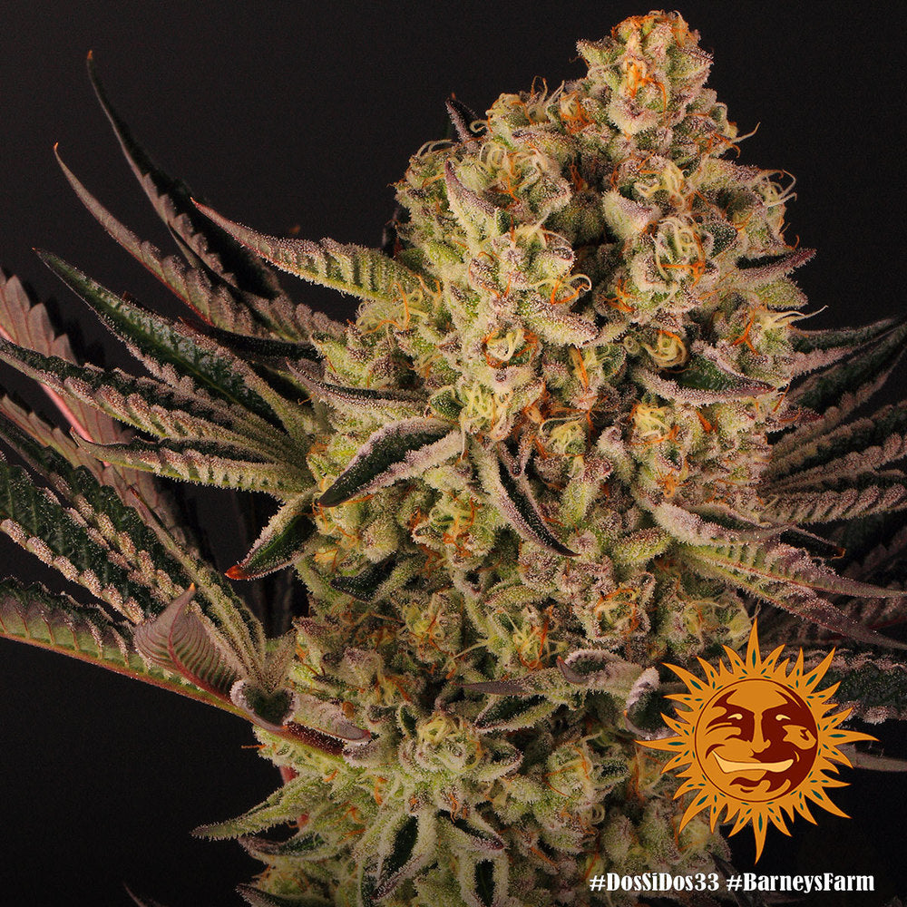 Barneys Farm DOS SI DOS 33 Fem 3St.