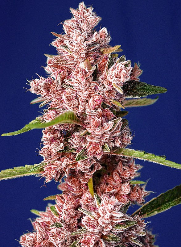 Sweet Seeds Tropicanna Poison F1 Fem 3St.