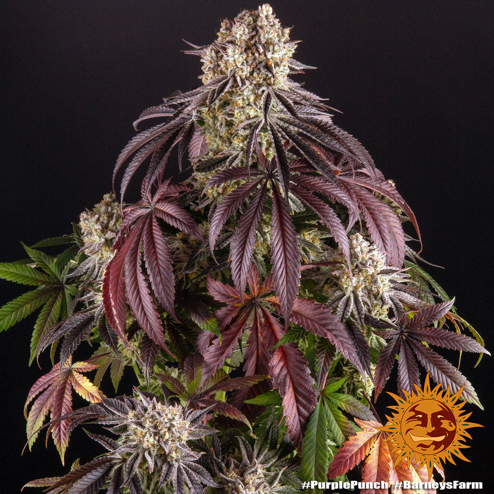 Barneys Farm Purple Punch Fem 3St.