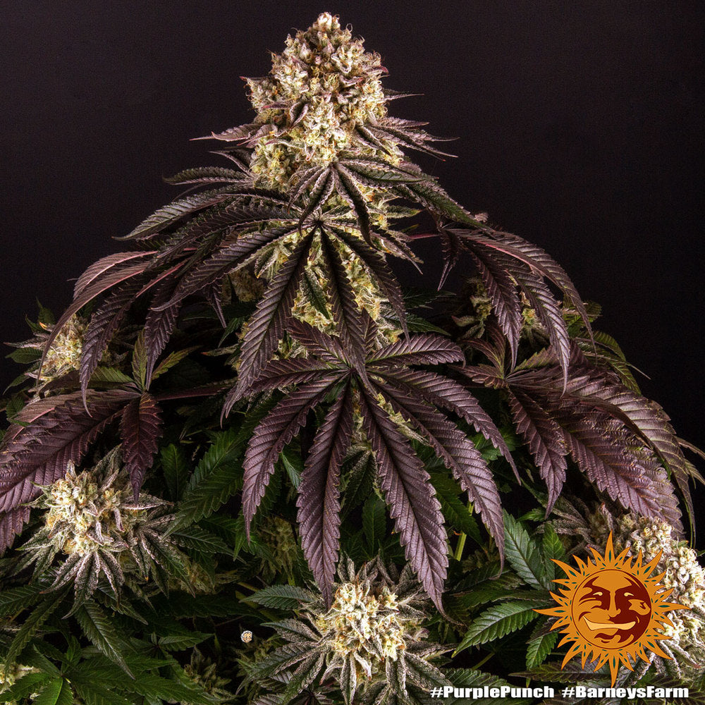 Barneys Farm Purple Punch Fem 3St.