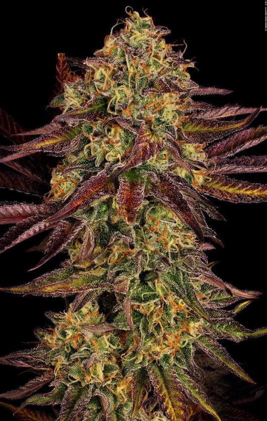 Paradise Seeds Tangerine Sorbet Fem 3St.