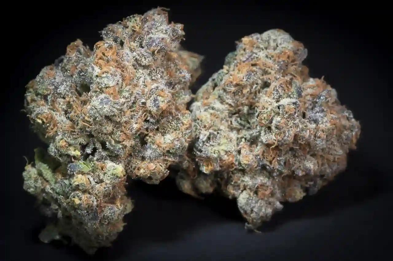 Paradise Seeds Caramba Fem 3St.