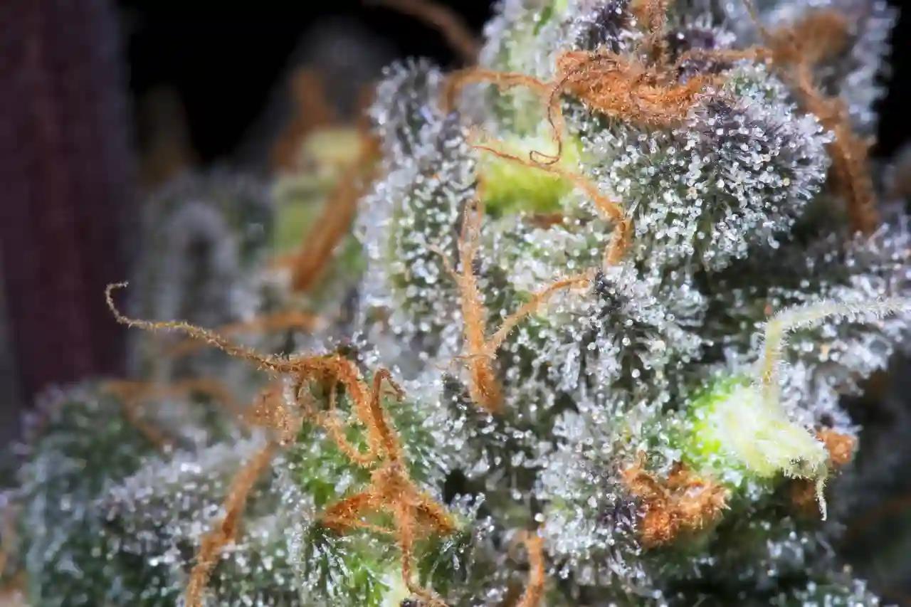 Paradise Seeds Caramba Fem 3St.