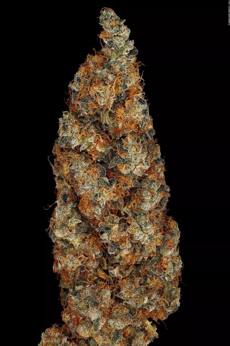Paradise Seeds Rainbow Road Fem 3St.