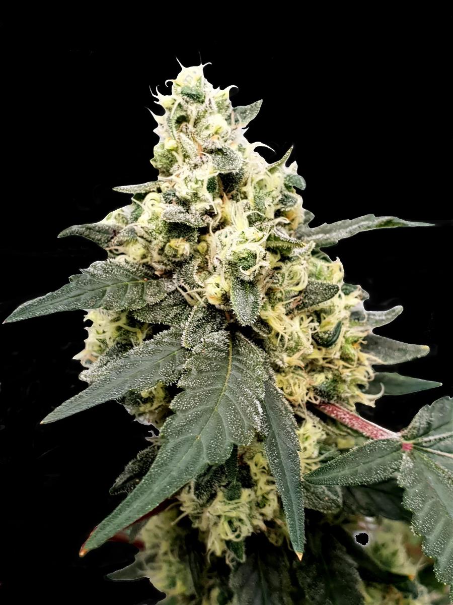 Paradise Seeds Lemonade Auto Fem 3St.