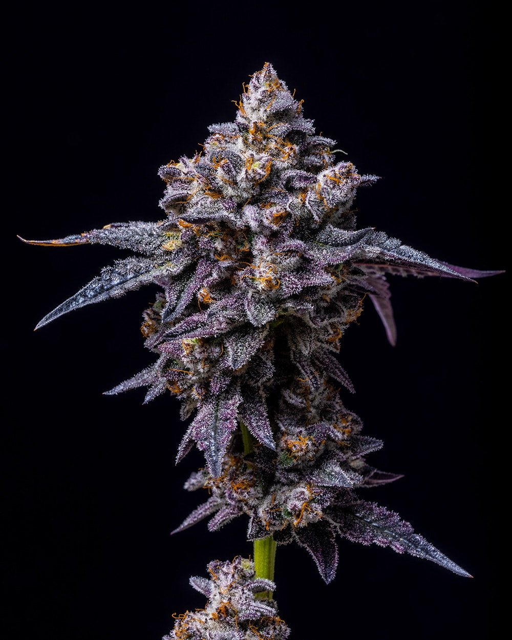 Cookies Seeds Hollywood Fem 3St.