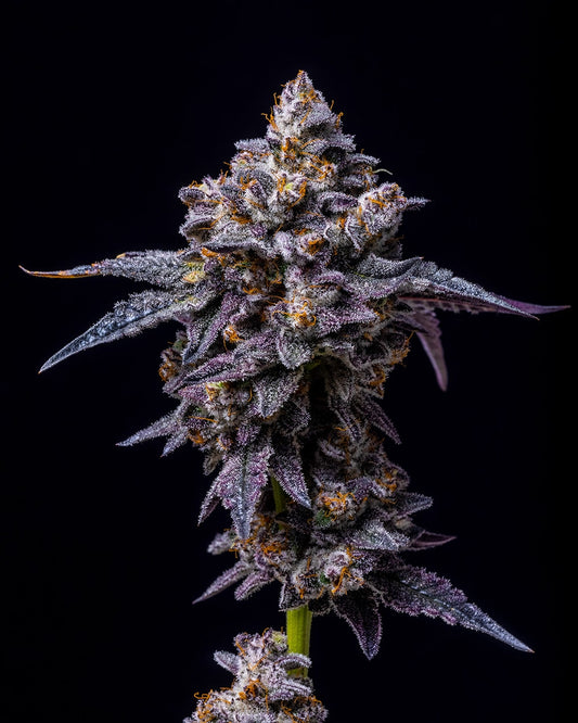 Cookies Seeds Hollywood Fem 3St.