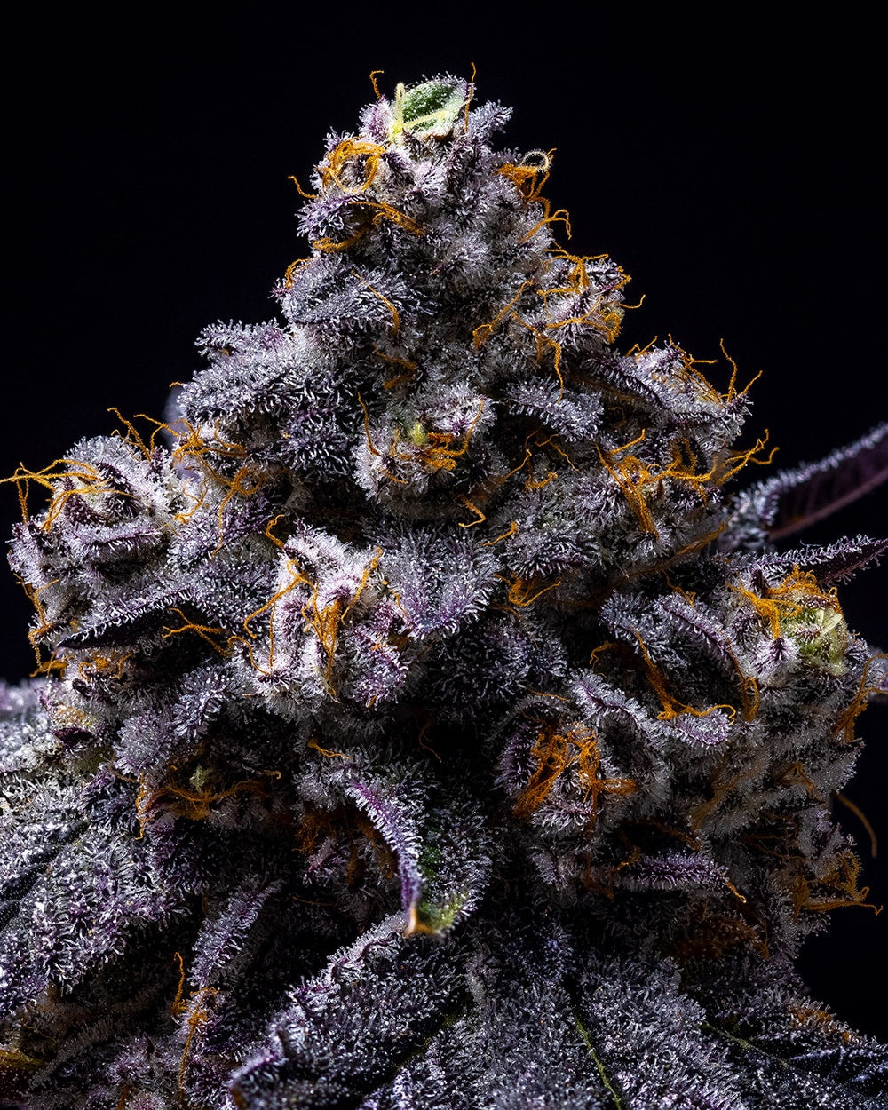 Cookies Seeds Hollywood Fem 3St.