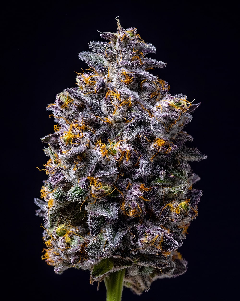 Cookies Seeds Hollywood Fem 3St.