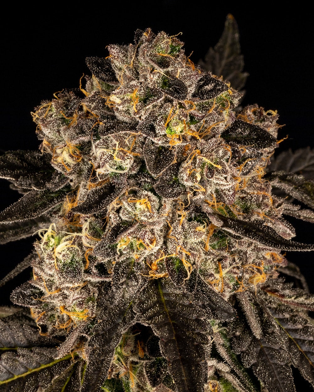Cookies Seeds Cherry Fritter Fem 3St.
