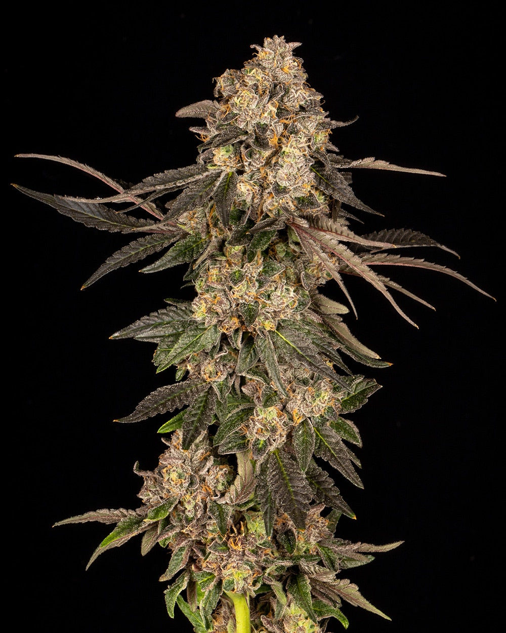 Cookies Seeds Corn Syrup Fem 3St.
