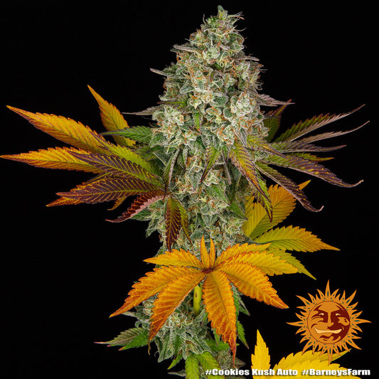 Barneys Farm Cookies Kush Auto Fem 3St.