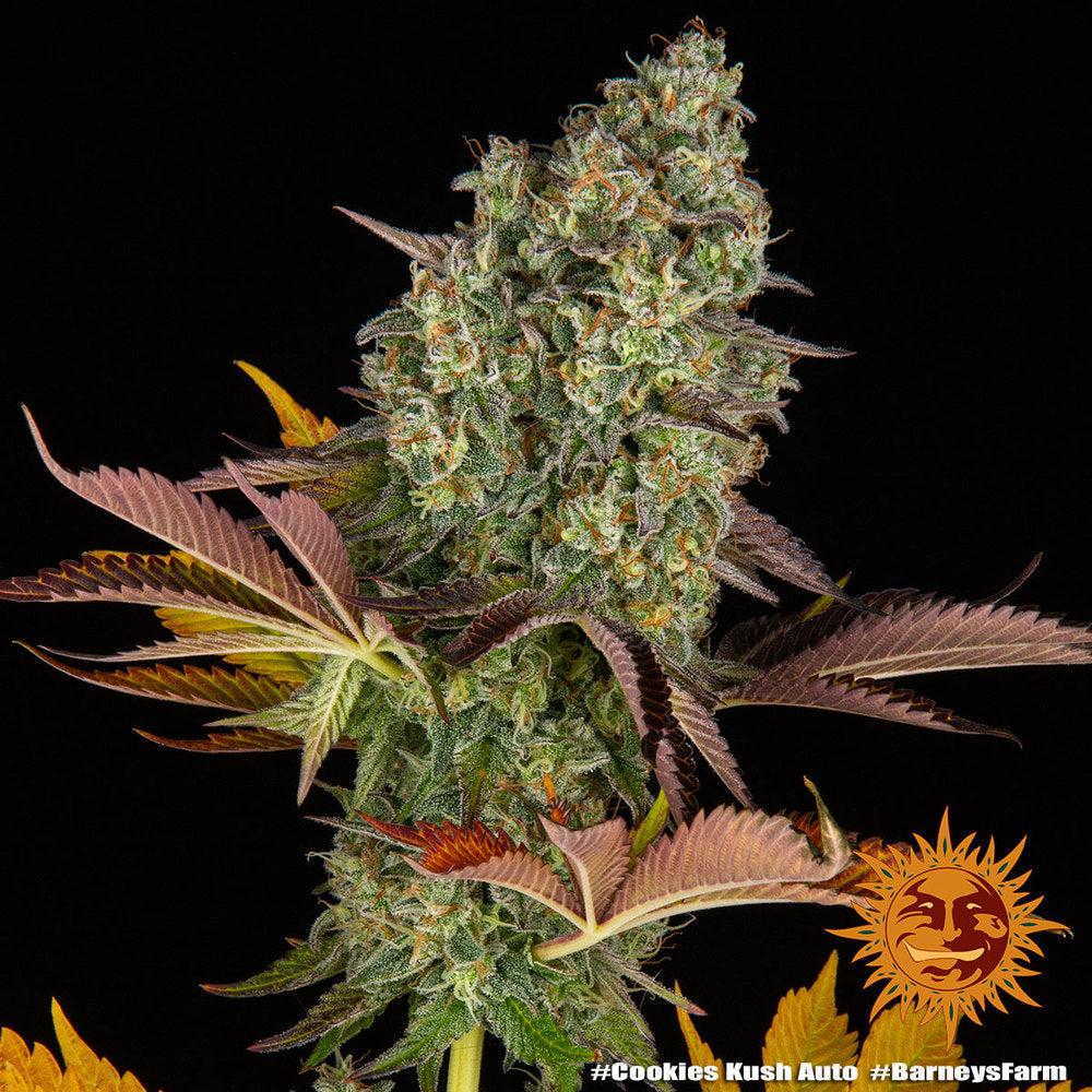 Barneys Farm Cookies Kush Auto Fem 3St.
