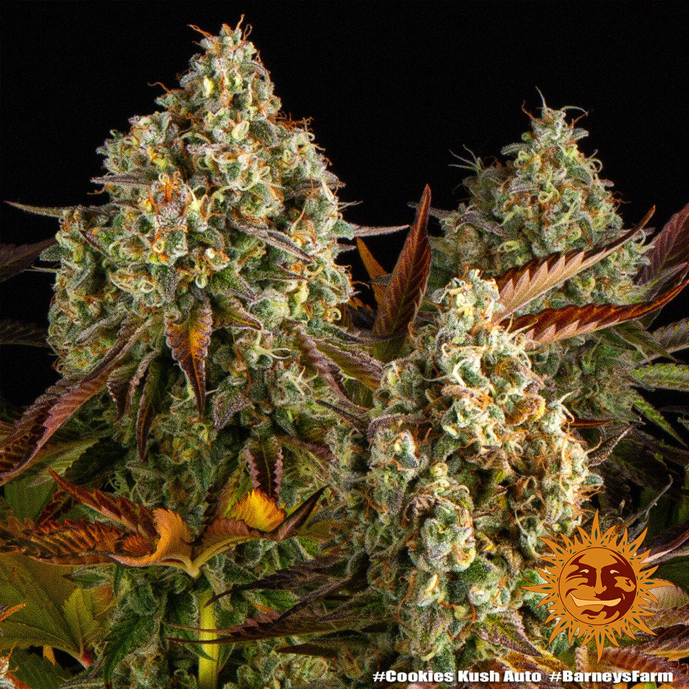 Barneys Farm Cookies Kush Auto Fem 3St.
