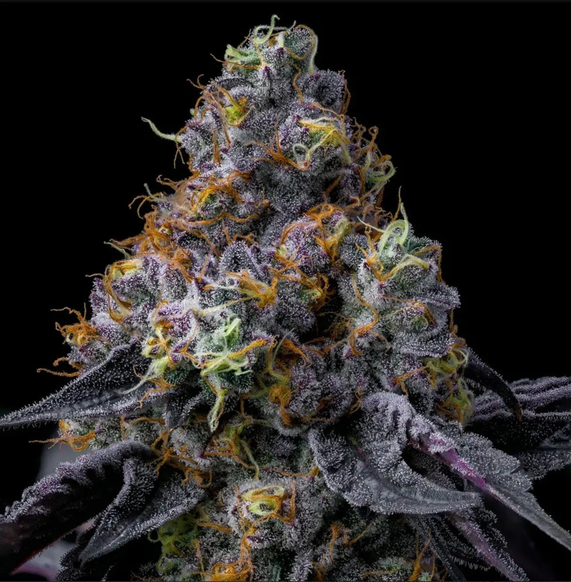 Barneys Farm Rainbow Sherbet Fem 3St.