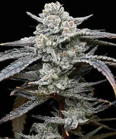 Barneys Farm Lemon Cherry Gelato Fem 3St.