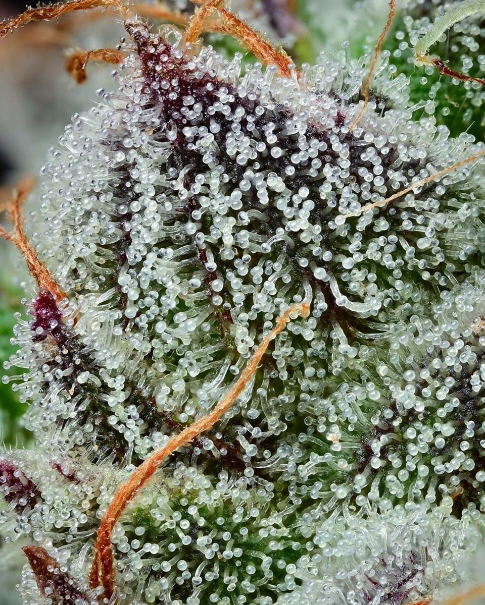 Barneys Farm Black Cherry Gushers Fem 3St.