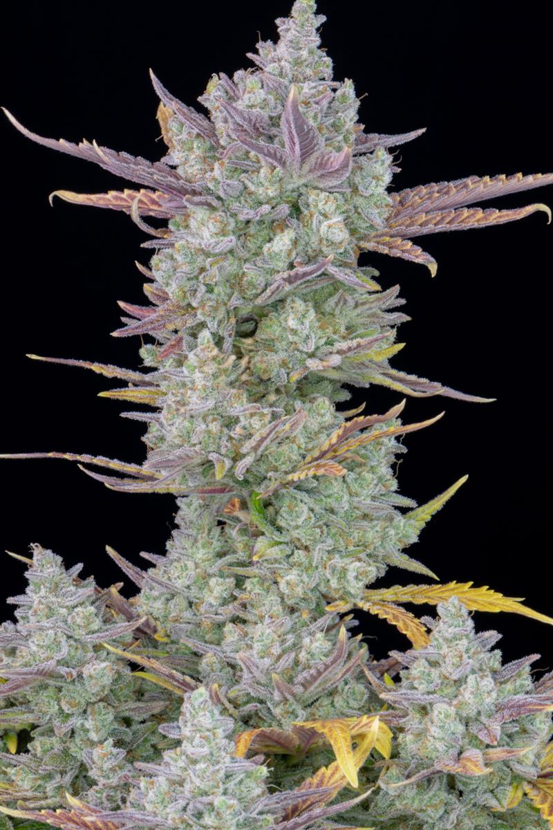 Fast Buds Gorilla Cookies Auto Fem 3St.