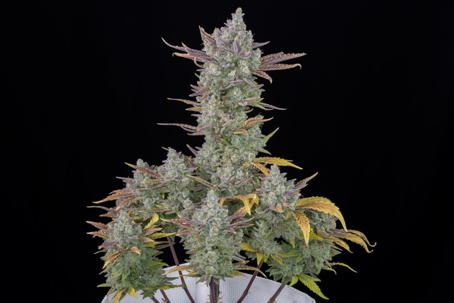Fast Buds Gorilla Cookies Auto Fem 3St.