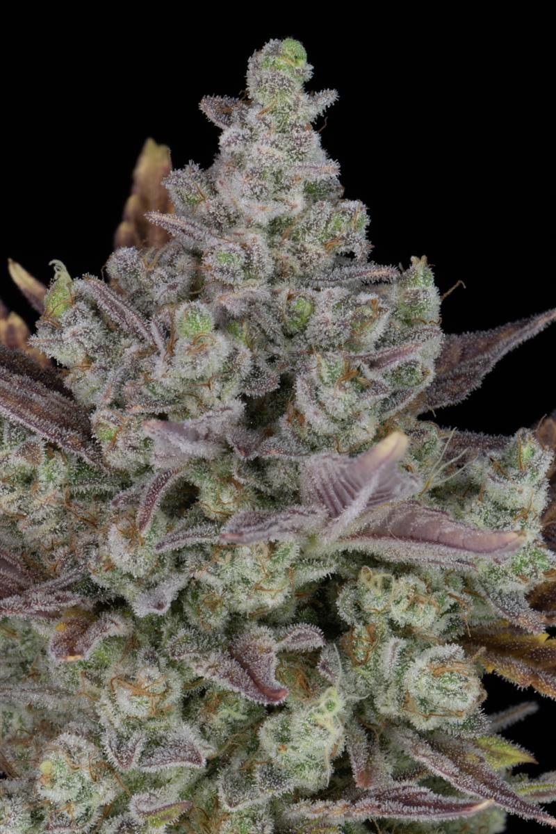 Fast Buds Gorilla Cookies Auto Fem 3St.