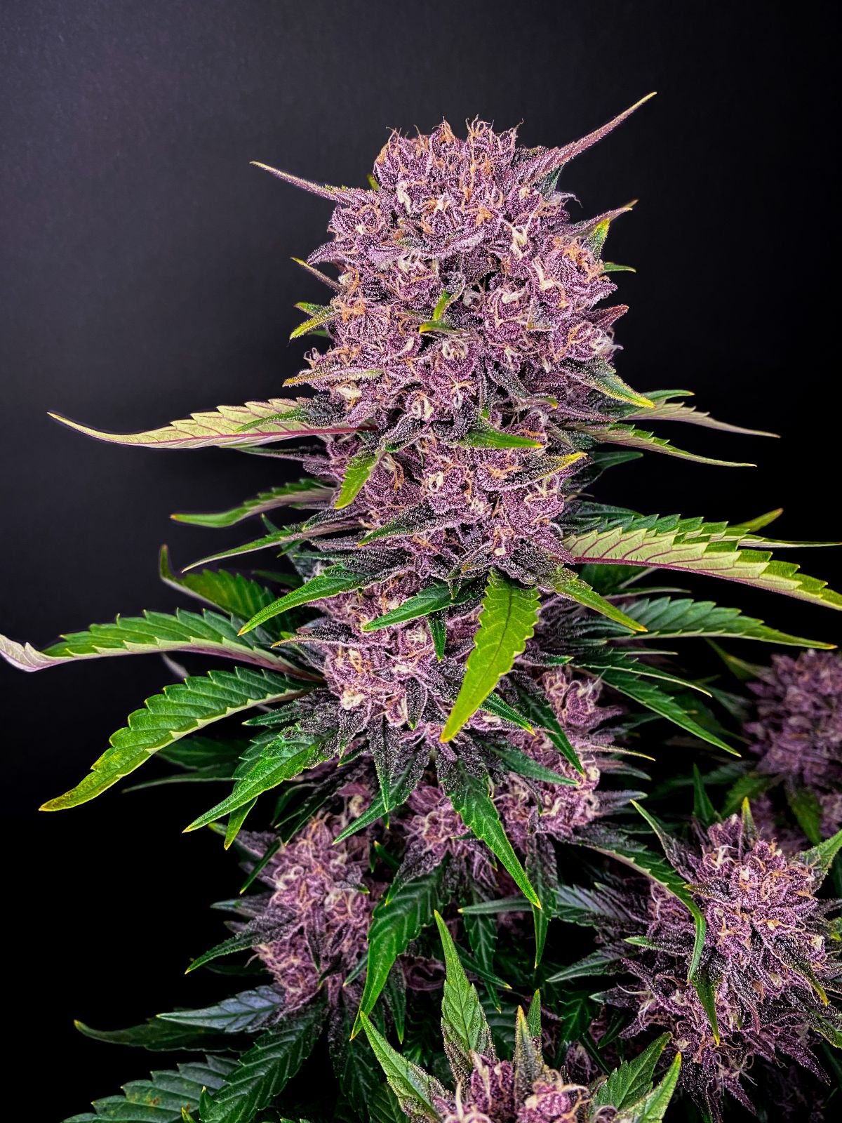 Fast Buds Purple Lemonade Auto Fem 3St.