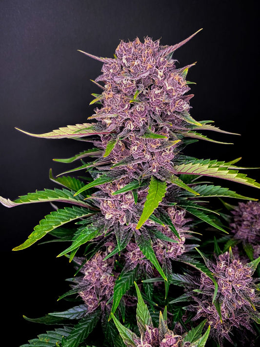 Fast Buds Purple Lemonade Auto Fem 3St.