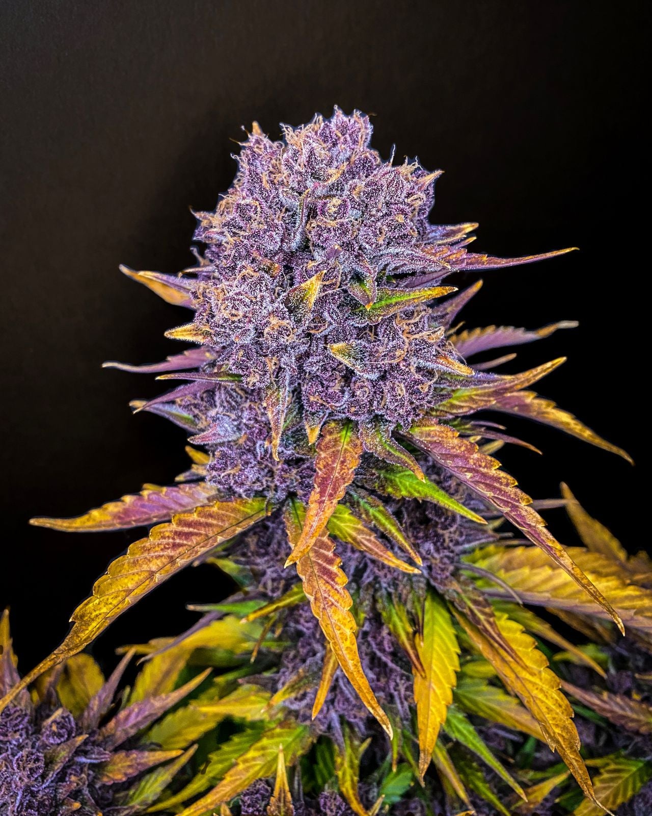 Fast Buds Purple Lemonade Auto Fem 3St.