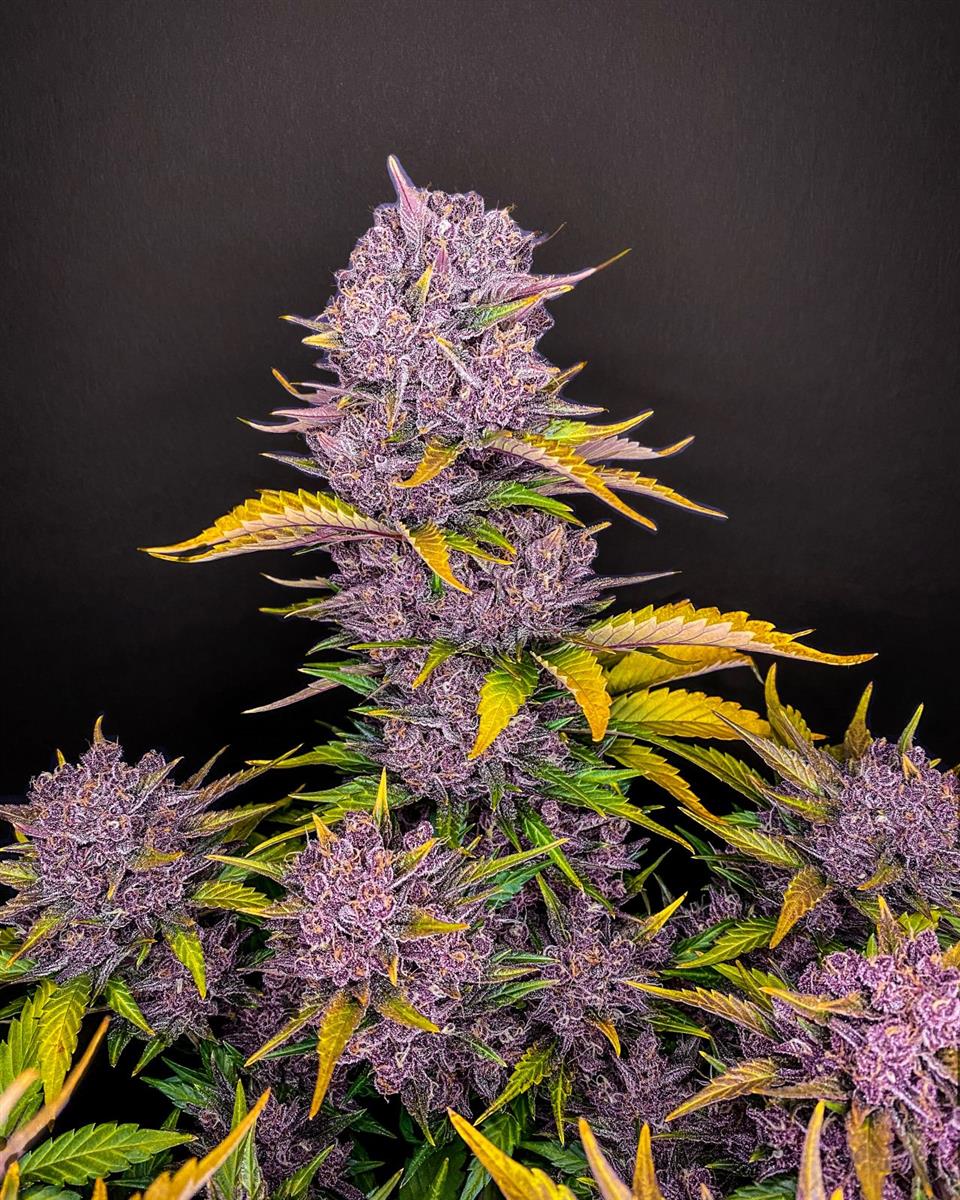 Fast Buds Purple Lemonade Auto Fem 3St.