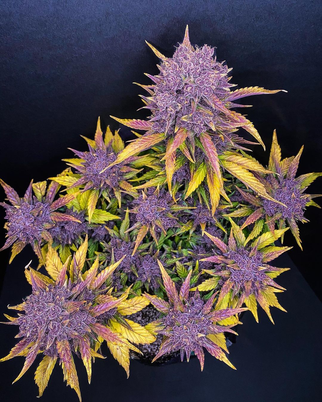 Fast Buds Purple Lemonade Auto Fem 3St.