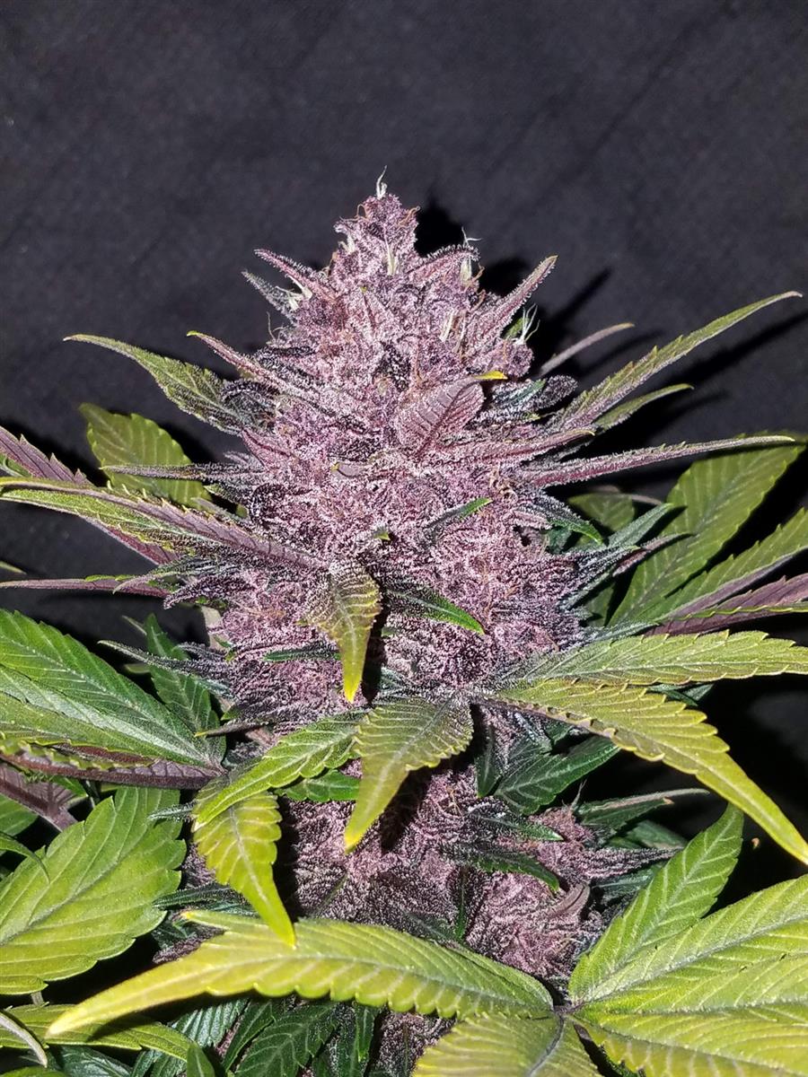 Fast Buds Blackberry Auto Fem 3St.