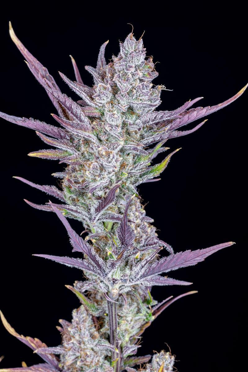 Fast Buds Wedding Glue Auto Fem 3St.