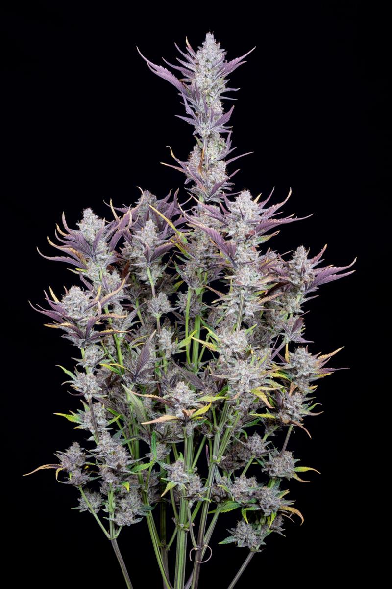 Fast Buds Wedding Glue Auto Fem 3St.