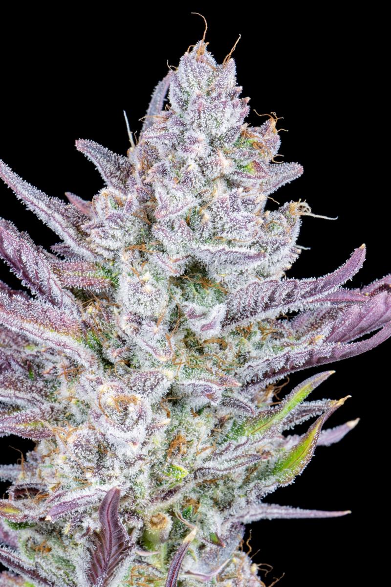 Fast Buds Wedding Glue Auto Fem 3St.