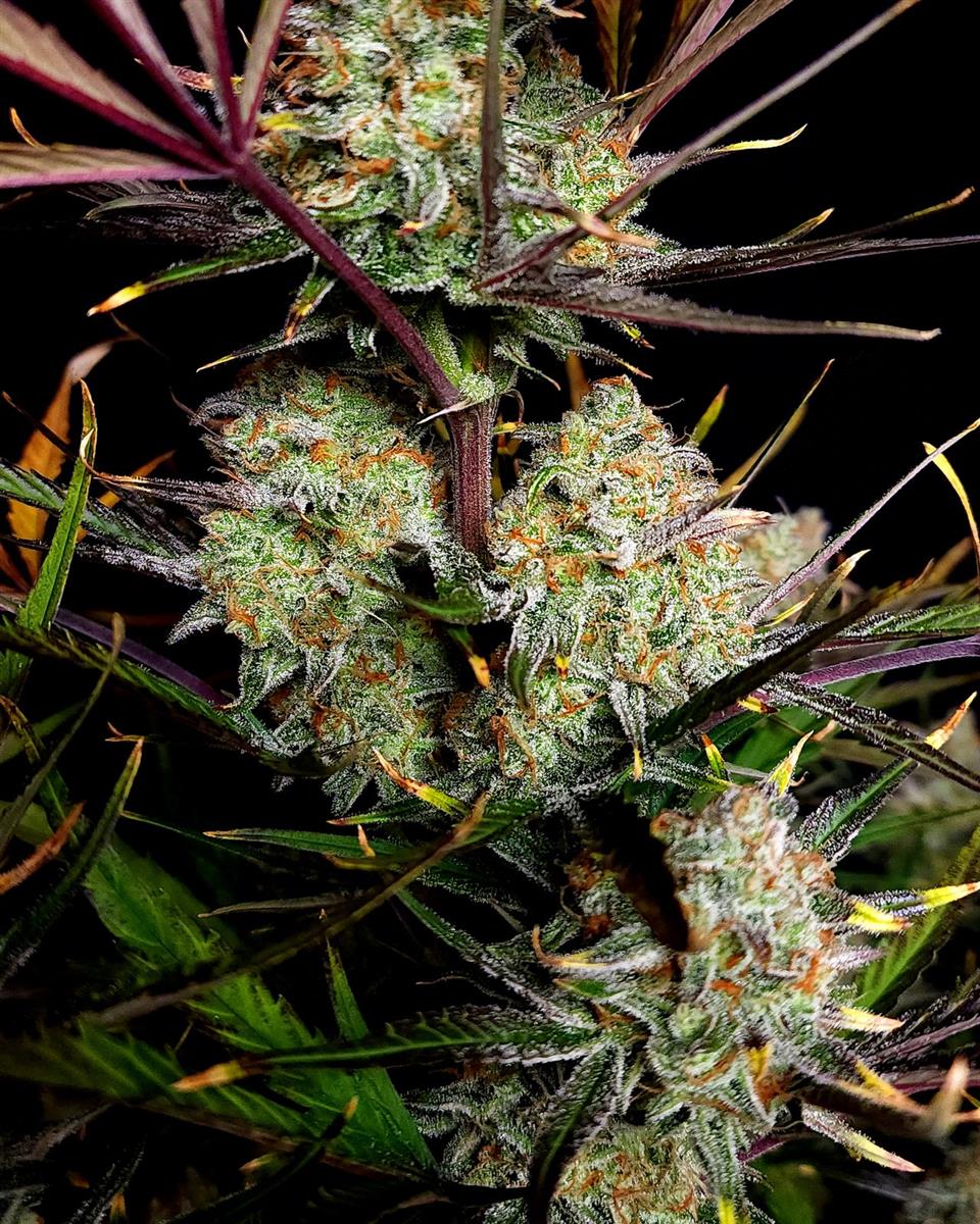 Fast Buds Apple Strudel Auto Fem 3St.