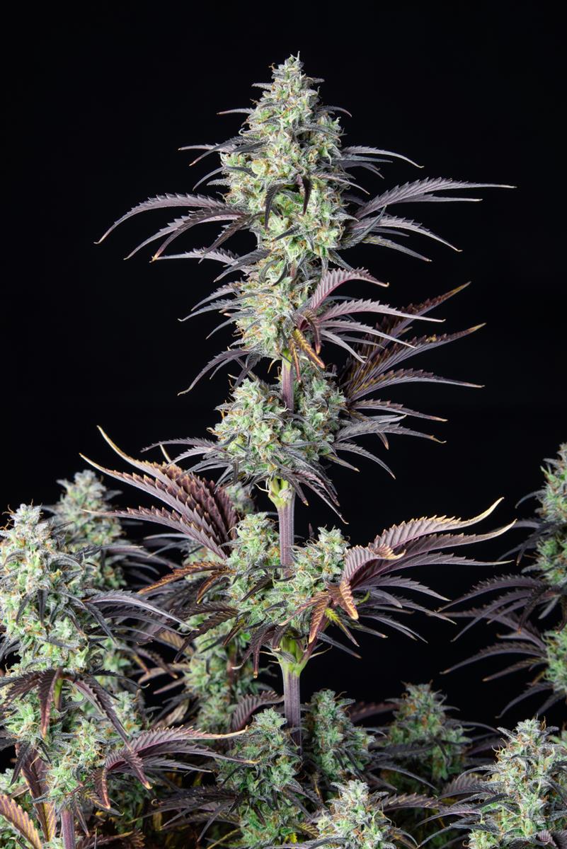 Fast Buds Mimosa Cake Auto Fem 3St.