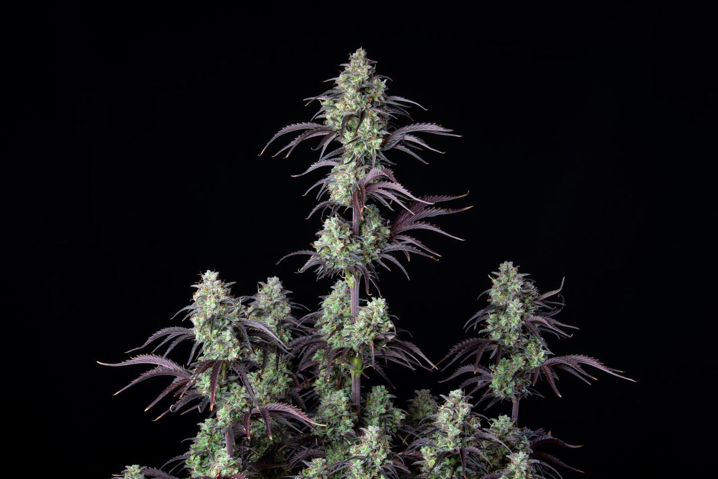 Fast Buds Mimosa Cake Auto Fem 3St.