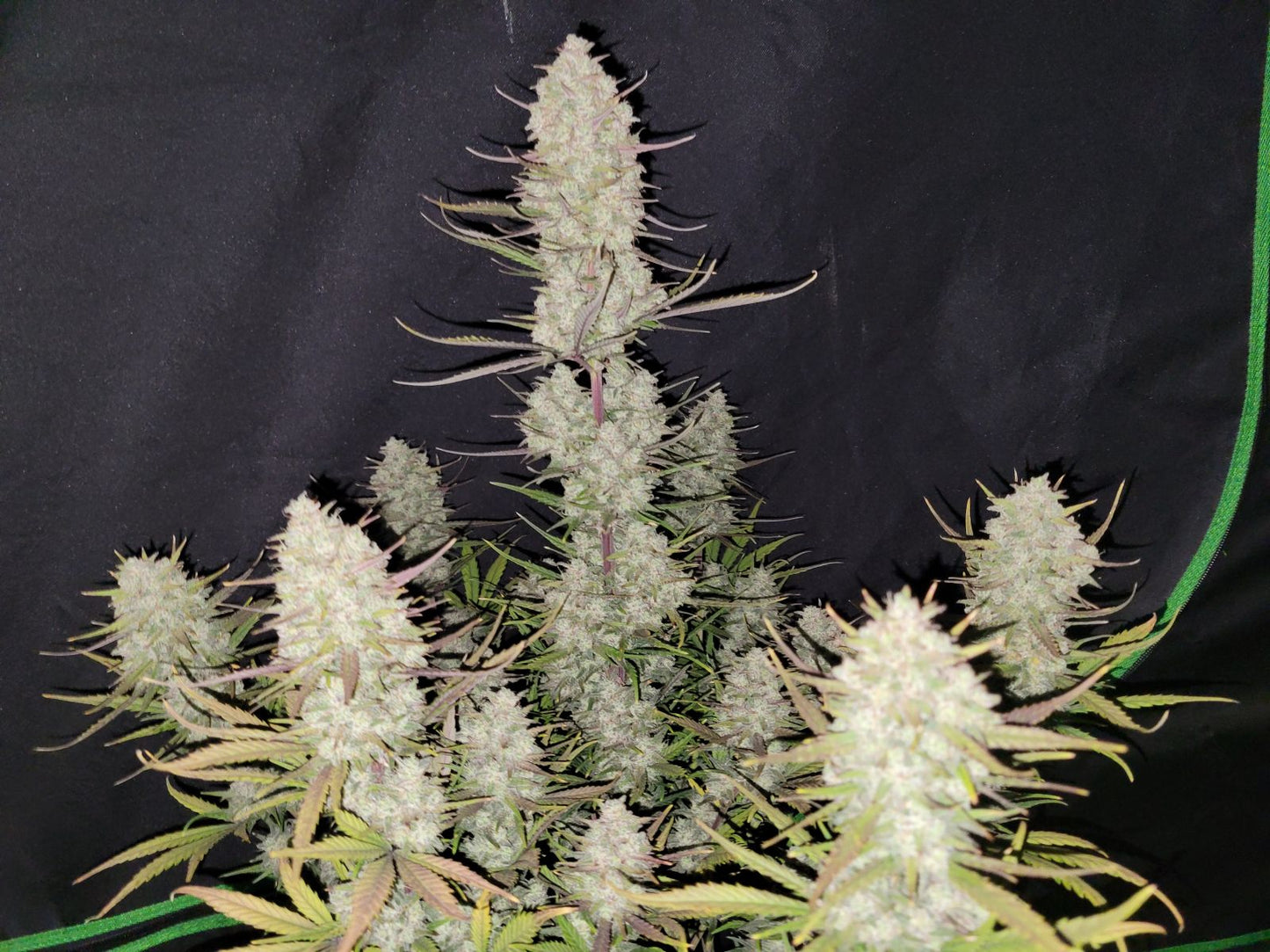 Fast Buds Tropicana Cookies Auto Fem 3St.
