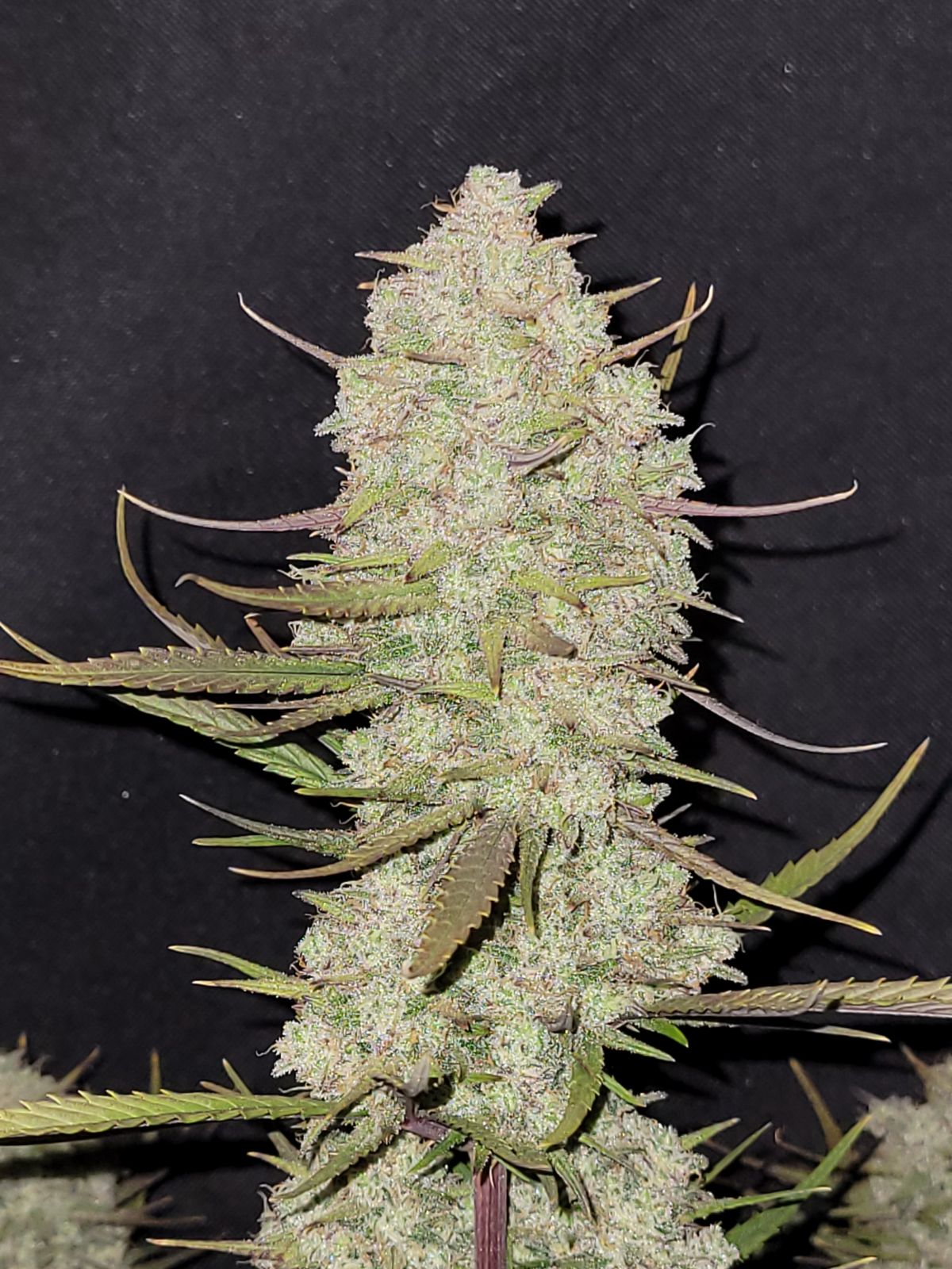 Fast Buds Tropicana Cookies Auto Fem 3St.